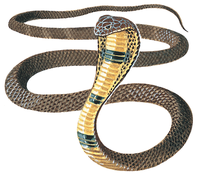 cobra-snake-7